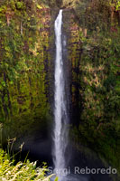 Cascada de Akaka en Akaka Falls State Park. Big Island.